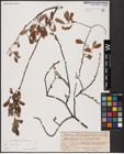 Foto von Salix aurita L.